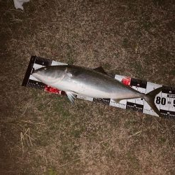 オカッパリにてブリ83cm